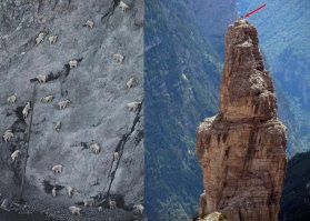 Жить захочешь – не так раскорячишься: медведь-скалолаз в Приамурье