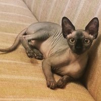 мой канадик) тоже красотка