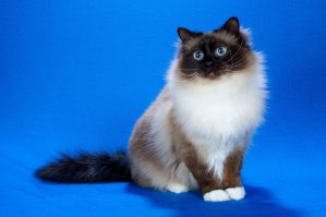 порода священная бирма. Изумительная кошка.