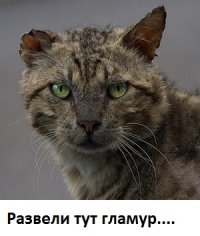 Международный конкурс красоты среди кошек в Бухаресте