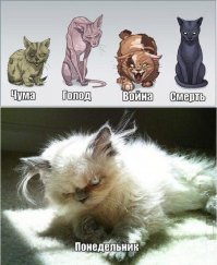 50 смешных фотографий животных, которым чуть-чуть не хватает фотогеничности