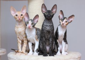 корниш-рексы очень нравятся )) очень!!!