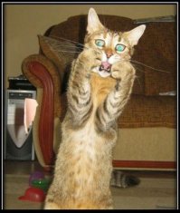 40 самых смешных фотографий с конкурса Comedy Wildlife Photography Awards 2016