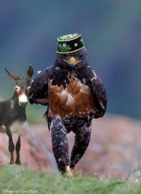 Стервятник попал в битву любителей фотошопа