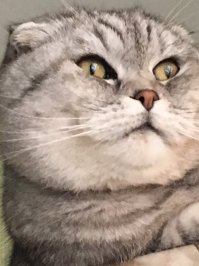 50 смешных фотографий животных, которым чуть-чуть не хватает фотогеничности