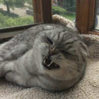 50 смешных фотографий животных, которым чуть-чуть не хватает фотогеничности