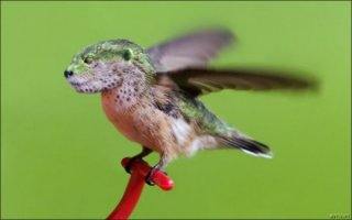 15 удивительных творений природы, по виду совершенно инопланетных