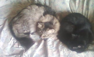 У моего кота и кошки(увы её уже нет), были котята точь в точь как на нижнем фото. Хотя они и не похожий на их были.  
фото кота и кошки плохое.