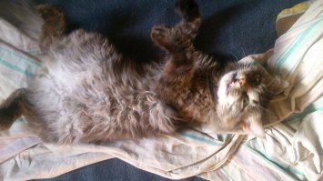 Мой лентяй...