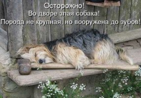 50 смешных фотографий животных, которым чуть-чуть не хватает фотогеничности