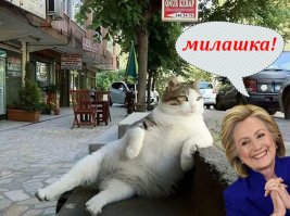 Самый знаменитый кот Стамбула удостоен памятника из бронзы