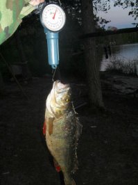 В Карелии чуть дальше Калевалы.
Который на безмене 1.6 весит