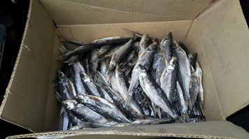 Ельчик вяленый, под пиво лучше закуси нет