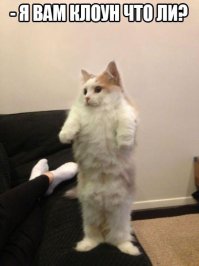 40 самых смешных фотографий с конкурса Comedy Wildlife Photography Awards 2016