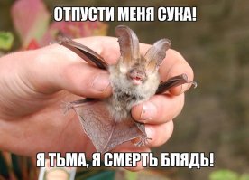 40 самых смешных фотографий с конкурса Comedy Wildlife Photography Awards 2016