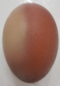 Российская империя вплоть до её развала являлась одним из основных поставщиков пищевого куриного яйца в Европу. Часть яйца у крестьян собиралась в форме оброков, остальное - покупалось. Крестьяне активно занимались селекцией кур, при чем не только для пропитания, но и с другими целями. Как пример - такие породы, как Ливенская (идеальное соотношение яйценоскости, веса яйца и размера птицы; яйца этой породы зачастую шли на экспорт), Юрловская голосистая (самое длинное пение петухов только у этой породы - крестьяне выводили этих кур, чтобы соревноваться в протяжности пения своих петухов), Павловская (признанная самой красивой породой кур в мире) и многие другие. Отмечу, что к сожалению, некоторые породы (Павловские, Ливенские, Русские черные бородатые и др.) были утеряны в 1930-40-е годы.

Пищевое яйцо из России не всегда попадало в Европе к конечному потребителю свежим. С дешевыми куриными яйцами из России сложно было конкурировать, поэтому при селекции своих пород кур европейцы так же вели отбор по цвету яйца, чтобы местные яйца можно было отличить от белых привозных. Так у европейцев сформировалось мнение, что куриное яйцо с коричневой скорлупой лучше, чем с белой. Отголоски этого стереотипа мы можем встретить сейчас и у нас в стране.