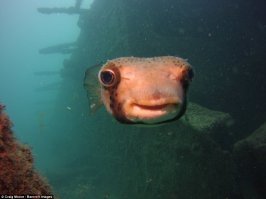 Напомнило The Chemical Brothers - The Salmon Dance