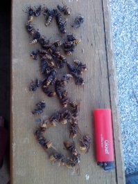 Обнаружил на даче гнездо диких ос (под стрехой веранды) Пробовал химией - им от нее клево. Тогда взял газовый баллон, на крышу веранды и вперед! Накосил я этих гадин вручную около 40 штук, мож и больше. Но в конце концов прищлось запенить все щели (удалось не сразу - лезли осы даже через пену - цеплялись, липли, но лезли. Да, в самом начале моей "битвы", одна оса (или шершень) Е.б.а.н.у.л.а. меня в щеку. Ох и " красавец я тогда был: Шире, чем выше". Одолел. За 3 недели (приезды на дачу на выходных). Блин, но чего это стоило!!! После запенивания, с неделю там, наверху, скреблось "темное войско", но я их все-таки одолел. Сам лошара, осознаю, что при постройке надо было сделать кое-каккие вещи в виде закрытия всех щелей, но опыт приходит с годами, как и половое бессилие.