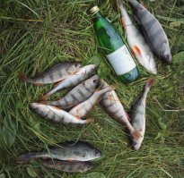 а в Туле есть вот такой вот окунь