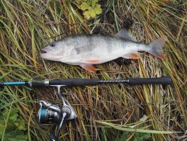 а в Туле есть вот такой вот окунь