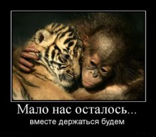Осиротевшие страус и слоненок подружились и поддержали друг друга