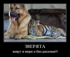 Осиротевшие страус и слоненок подружились и поддержали друг друга