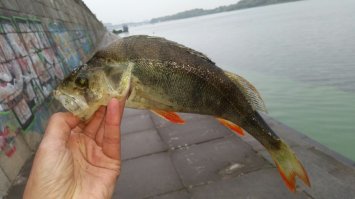 Вот этого поймал на ... фидер! Зацепил кусок оторванной снасти, а на нем висит окунь. Раньше на этом же месте много ловил на спиннинг ни разу такого размера не поймал. Неожиданность - одна из прелестей рыбалки )