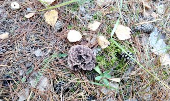 А мы сегодня вот что в лесу нашли. По-моему это гриб баран, но я не уверена.