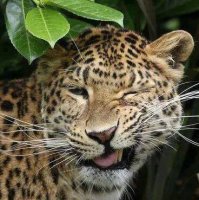 я без лампы, ну НЕТУ лампы в джунглях