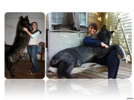 Самые большие породы собак. Топ-15