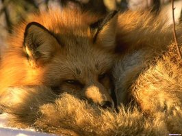 Портреты диких животных