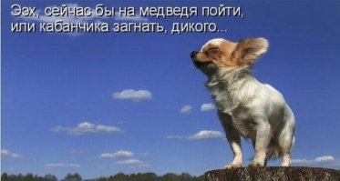 Самые большие породы собак. Топ-15