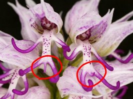 Orchis italica, которую еще называют орхидея «Голый человечек»!!!
В Библии написано, что Бог сначала создал ЧЕЛОВЕКА, а потом создал ЖЕНЩИНУ для человека.