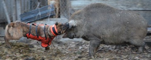Канарский дог (Dogo Canario)