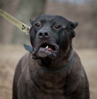Канарский дог (Dogo Canario)