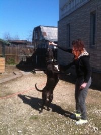 Канарский дог (Dogo Canario)