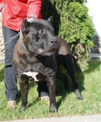 Канарский дог (Dogo Canario)