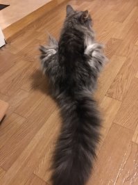 ко мне недавно приперлась домой не знаю чья, расцелась как барыня не сдвинуть. Два дня жила, пока хозяева пю фейсбуку не объявились. И такое все надменное. Типа "аа.. покушать принесли.. ну ладно, лизну маленько" . Общем, фараон и его величество.
