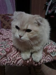 у моего тоже, после общения с племяшкой 3-х лет, во взгляде что то есть , некая напряженность прям