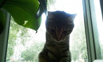 Угу.
Так и есть. Заставить коте, делать что нибудь против его воли, занятие сомнительное. Мой вон как смотрит...
Читается во взгляде..
- И что тут делаешь человек ?