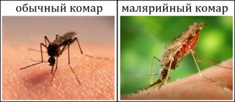 Самые опасные создание на земле 