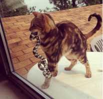 - Вштите, шуки, я вам пожрать принеш!