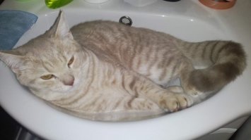 они все лапочки, и котята и взрослые кошаки!!! и не только котейки. а кто взял поиграться и выкинул, ну чтож... смутное будущее ждет таких... моему балбесу уже 8 мес, кушает исключительно куриную грудку, вырезку свиную и говядину, рыбу приходиться отваривать, сырую носит в лоток и закапывает...
