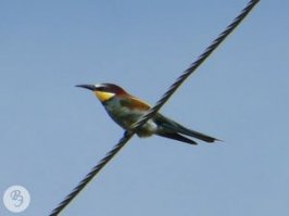 Щурка это. Золотистая щурка. И по полету, и по "посадке".  И по ареалу попадает.