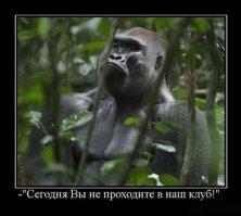 Две группировки обезьян устроили массовую драку на глазах у туристов 