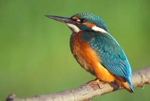 Похож, тоько крупноват. Зимородк — мелкая птица семейства зимородковых (Alcedinidae), немного крупнее воробья. Длина крыла 7—8 см