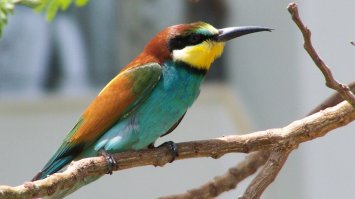 Щурка золотистая?