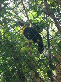 Мы с мужем только вернулись из Коста Рики и лично видели Grecia. 
Она живёт в зоопарке Аве и никто обратно в дикую природу её выпускать не собирается, она там просто не выживет. 

Вот она, красотка. Пардон за качество, телефон