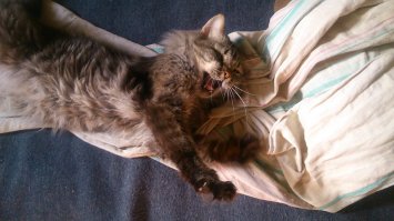 В детстве когда у моего кота был жив брат, вот тогда они любили за ноги кусать  и кататься на их (бывает идёшь а они уцепятся в ноги и ездят).
 У меня то же 4 этаж но под окном азацементировано и асфальт мог и не выжить тогда о ещё раскормился до 8-9 кг.
Фото этого года  уже похудел 4-4.5кг