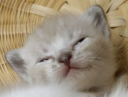 Кошки/коты улыбаются всегда - и перед лицом смерти и после. Поэтому считаются независимыми!)))